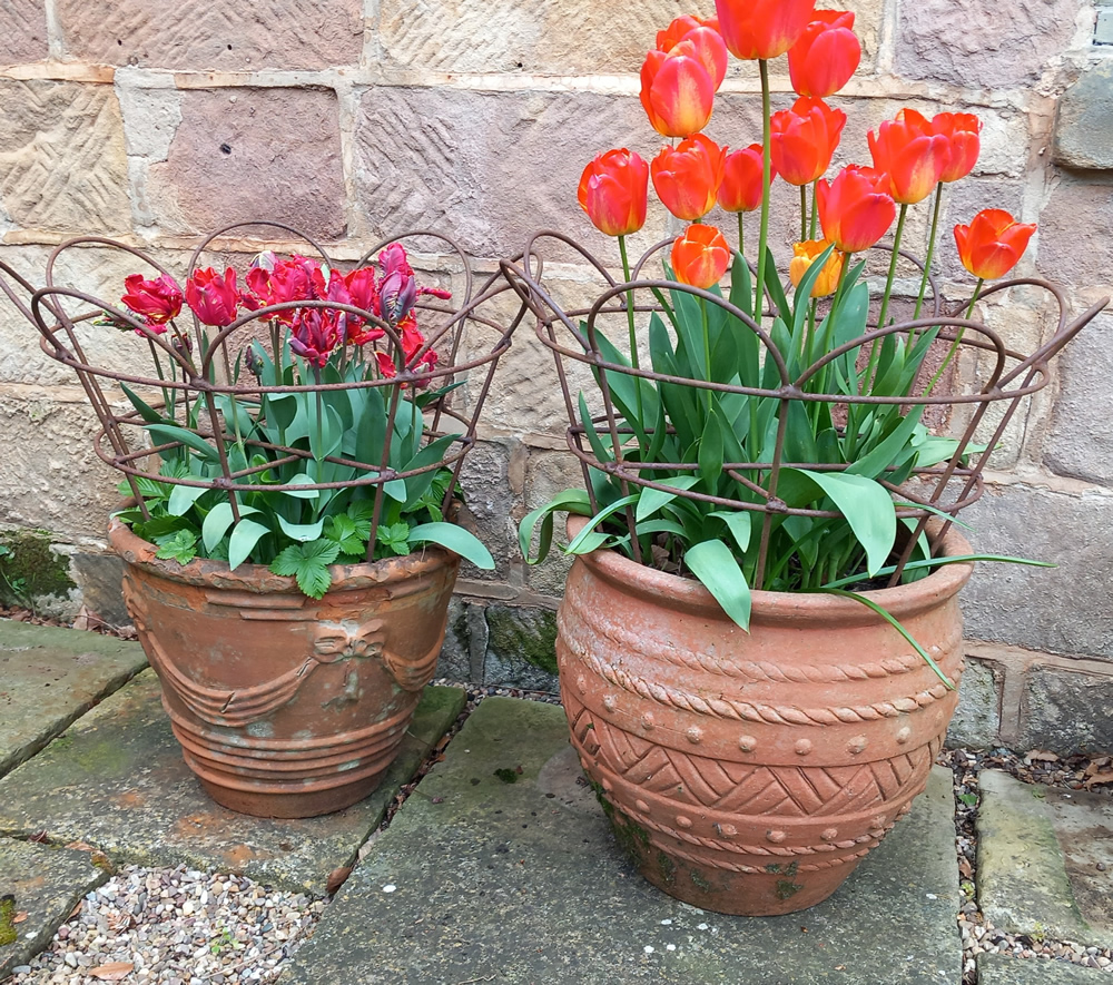 Flower Baskets with Tulips in